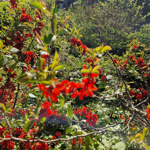 Frühlingsbild; rote Blüten an grünem Strauch